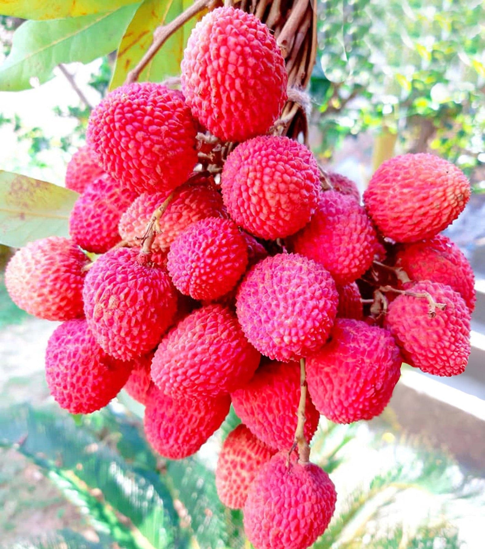 Red lychee Litchi chinensis seeds for exotic fruit garden
